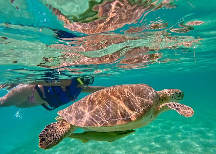 Nado Con Tortugas Marinas En Akumal